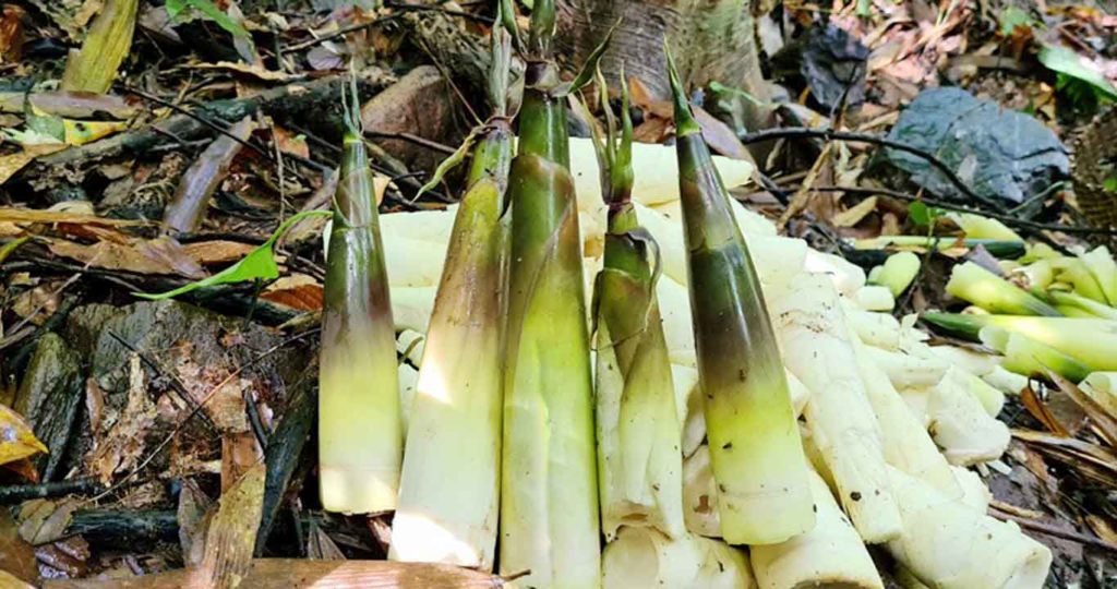 Măng nứa