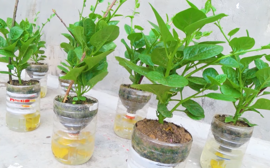 Cách trồng rau thủy canh bằng chai nhựa