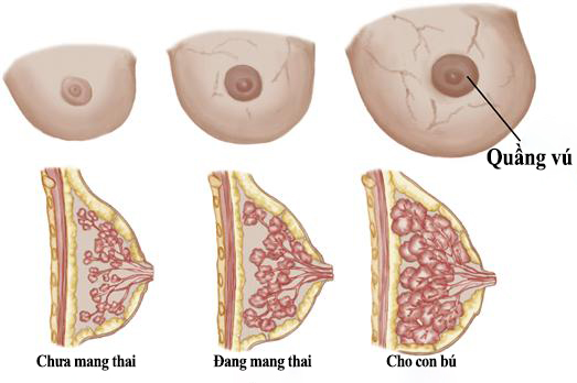 Các giai đoạn phát triển của nhũ hoa