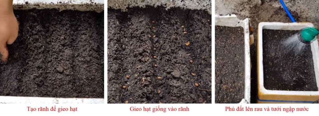 Gieo hạt và trồng rau trong thùng xốp