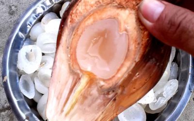 Trái dừa nước miền Tây là gì? Những công dụng của trái dừa nước