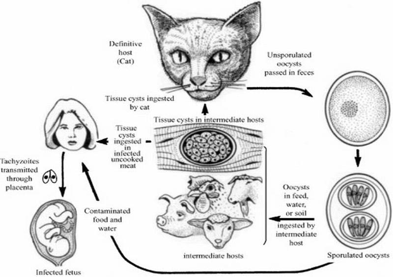 Bệnh toxoplasma từ phân chó, mèo
