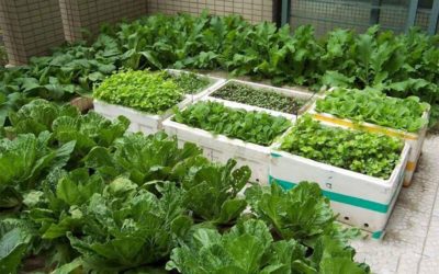 Trồng rau trong thùng xốp có độc hại không? Cách trồng rau muống trong thùng xốp